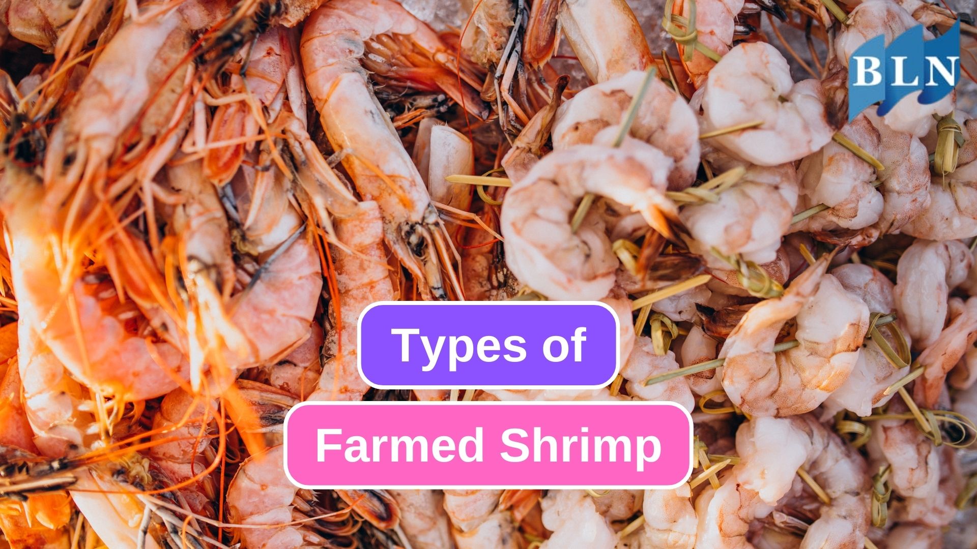 These are 8 High-Demand Farmed Shrimp 